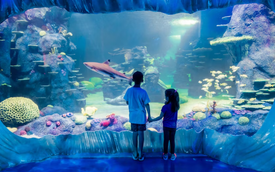 Sea Life Sydney Aquarium Tickets - Image 2